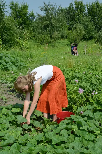 The young woman collects cucumbers from a bed — Stock Photo, Image