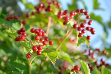 guelder-gül meyveleri mavi gökyüzü