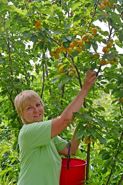 Die Frau sammelt Aprikosen im Garten — Stockfoto