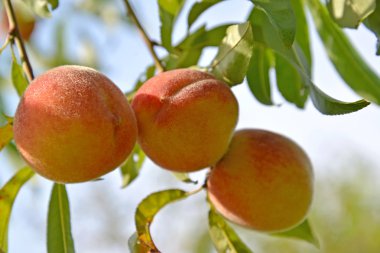 bir dal üzerinde büyüyen olgun şeftali