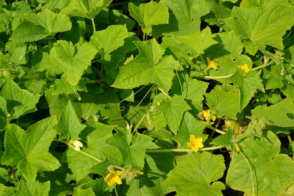 Cucumber plants, background — Stock Photo, Image