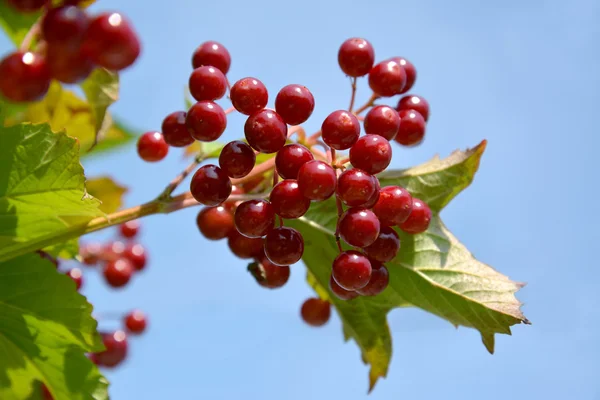 Bacche di guelder-rose contro il cielo blu — Foto Stock