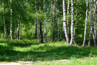 ışık huş ağacı ahşap