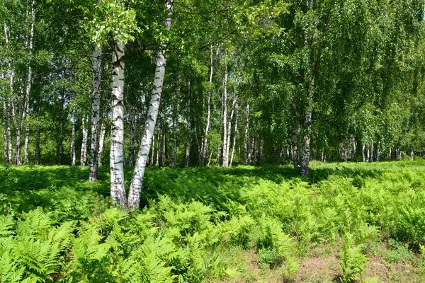 Fern thickets in the birch wood — Stock Photo, Image