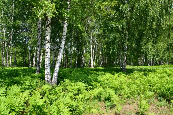 Farndickicht im Birkenwald — Stockfoto