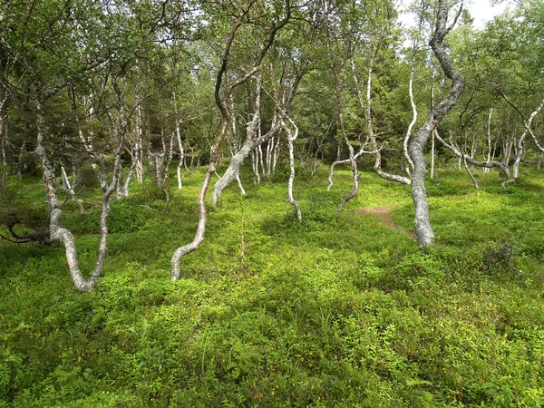 "Büyük Solovki adasında dans eden "huş ağacı" — Stok fotoğraf