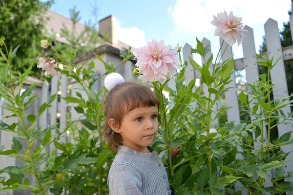 Маленькая девочка стоит среди цветущих розовых георгин — стоковое фото
