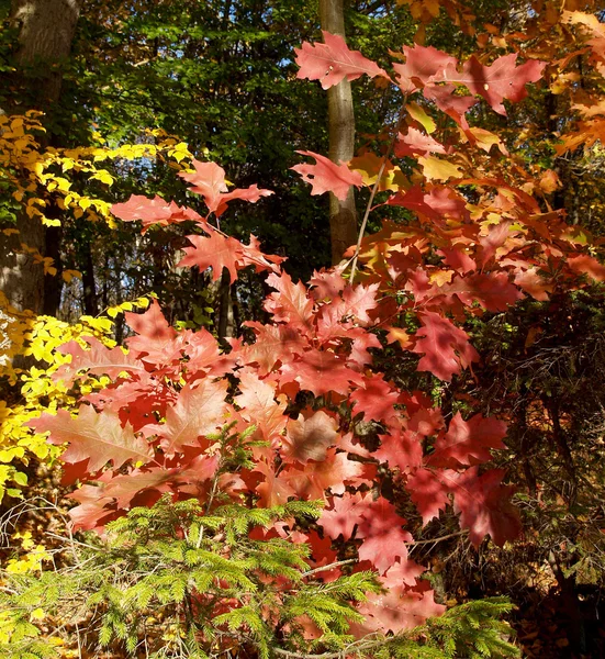 Bright autumn oak klenolistny — Stock Photo, Image