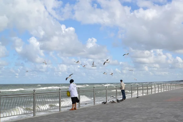 People watch seagulls on the bank of the Baltic Sea — Stock Photo, Image