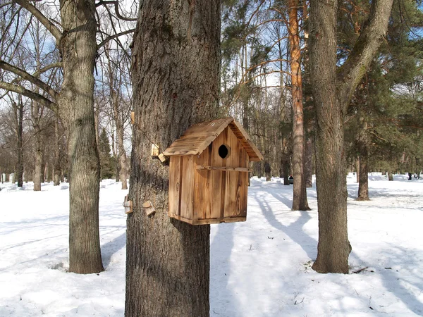 Nesting box on a tree in winter park — Stock Photo, Image