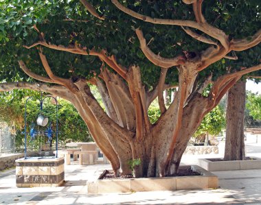 Ficus dini, kutsal incir (ficus kutsal), ficus bileğinde l