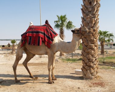 İsrail. deve dromedary tou sürüş için vücut bir bez ile
