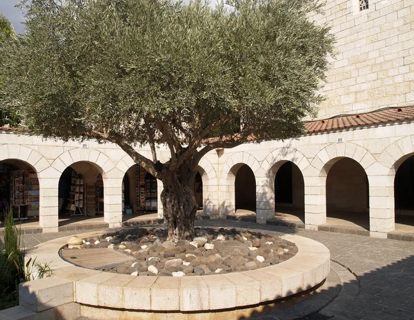 Izrael. wewnętrzne podwórko Kościół rozmnożenia chleba — Zdjęcie stockowe