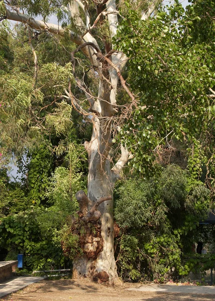 Eucalipto (Eucalyptus viminalis ) — Foto Stock