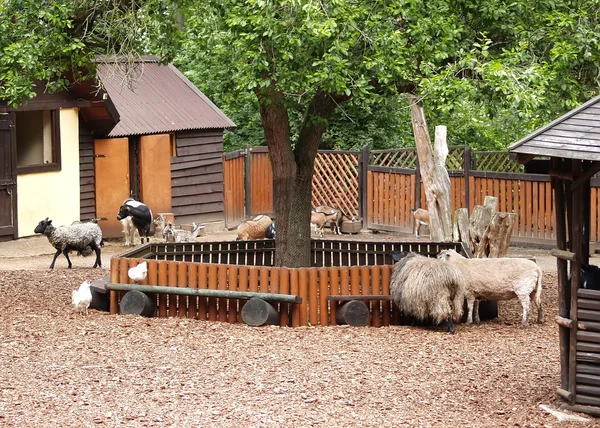 Domowych zwierząt parzystokopytnych schronienie w zoo — Zdjęcie stockowe