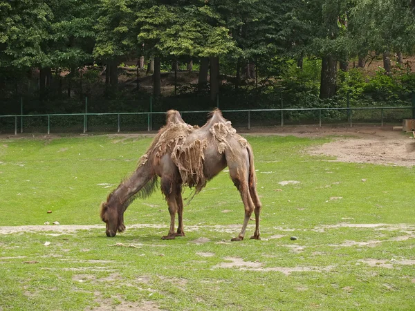 在动物园里的衰落两峰骆驼 — 图库照片