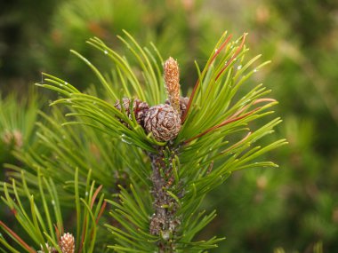 koniler ve böbrekler (Pinus mugo'ait tu ile bir çam dağ kaçar