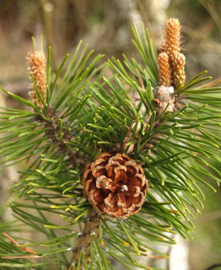 koniler ve böbreklerde (pinus sylvest sıradan bir çam kaçar