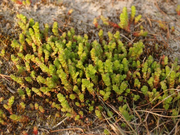 Sedum kaustyczny (Sedum Acre L. ) — Zdjęcie stockowe