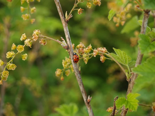 Biedronka na gałęzi kwitnących czerwonych porzeczki (Ribes rubrum L. ) — Zdjęcie stockowe
