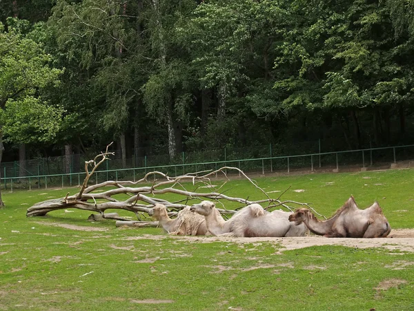 Két púpos teve-az állatkertben — Stock Fotó