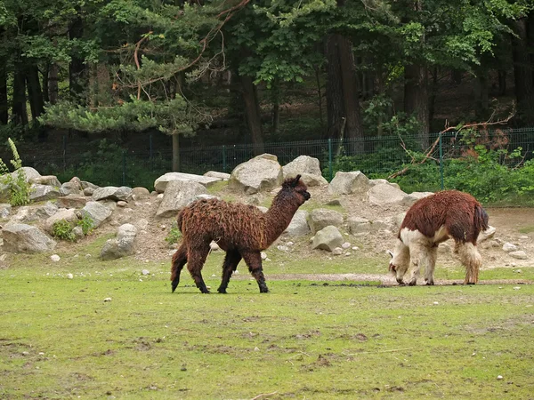 Alpakas im Zoo — Stockfoto