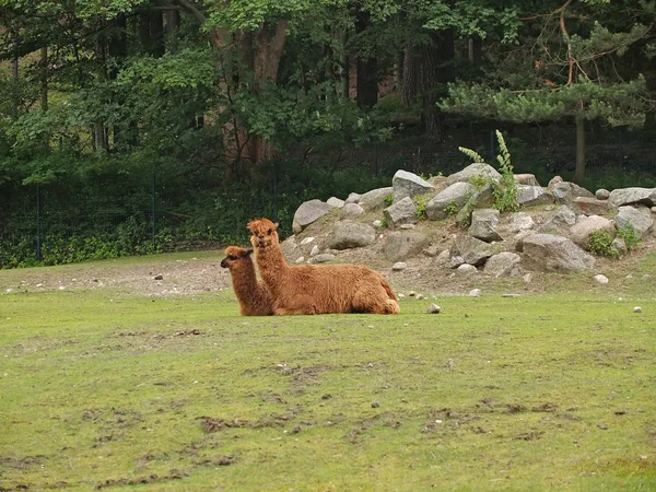 Alpacas σε ζωολογικό κήπο — Φωτογραφία Αρχείου