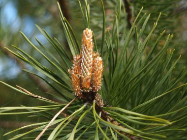 Sıradan bir çam tomurcukları (Pinus sylvestris L. )