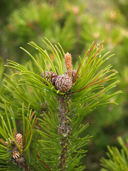 Fugas de uma montanha de pinheiro com cones e rins (Pinus mugo Tu — Fotografia de Stock