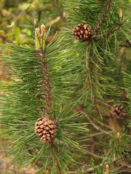 Die Fluchten der Kiefer gewöhnlich mit den Zapfen und den Nieren (pinus sylvest — Stockfoto