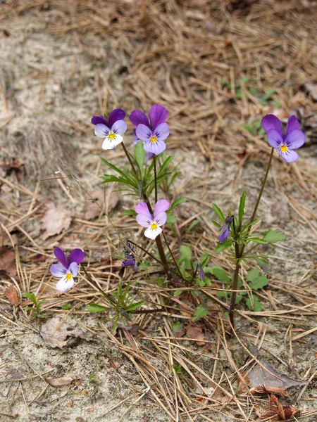 Nadmorski kwitnących fiołek (viola maritima) — Zdjęcie stockowe