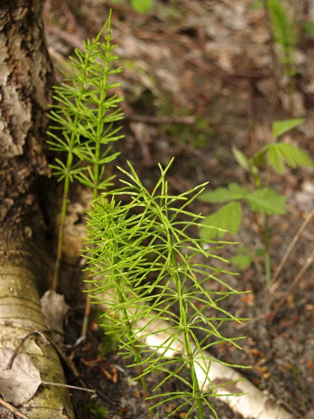 Vegetative escapes of a horsetail field (Equisetum arvense L. ) — Stock Image Vegetative escapes of a horsetail field (Equisetum arvense L. ) Stock Photo