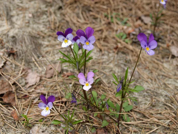 Nadmorski kwitnących fiołek (viola maritima) — Zdjęcie stockowe