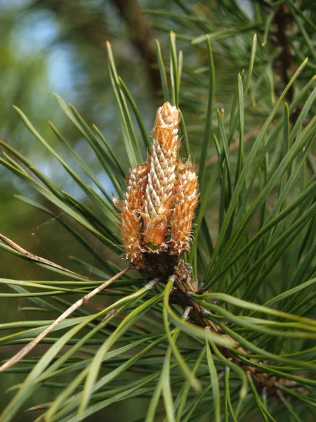 Почки обыкновенной сосны (Pinus sylvestris L) . ) — стоковое фото