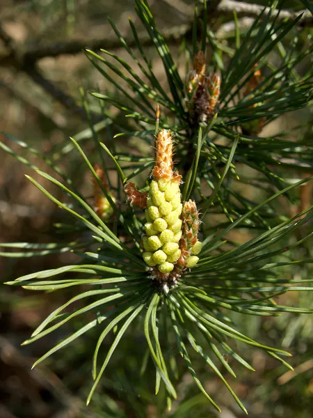 Botões de pólen de um pinheiro ordinário (Pinus sylvestris L . ) — Fotografia de Stock