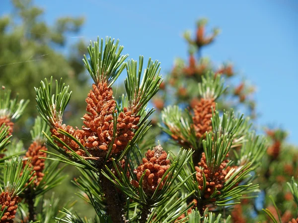 Cones jovens de um pinheiro ordinário (Pinus sylvestris L . ) — Fotografia de Stock