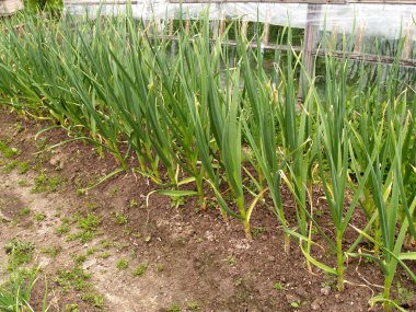 sarımsak bir yatakta büyür