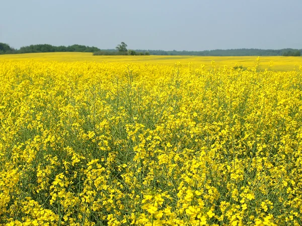 Feld einer blühenden Raupe — Stockfoto