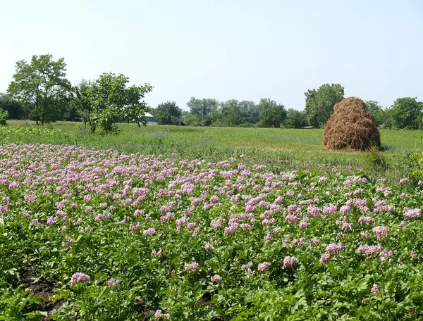 Potatis blommande — Stockfoto