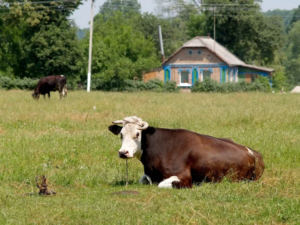 Le mucche sono sfiorate su un prato — Foto Stock