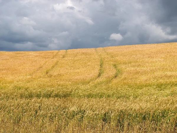 Wheat field before a thunder-storm — Stock Photo, Image