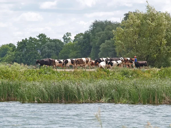 Стадо коров отправляется на пастбище — стоковое фото