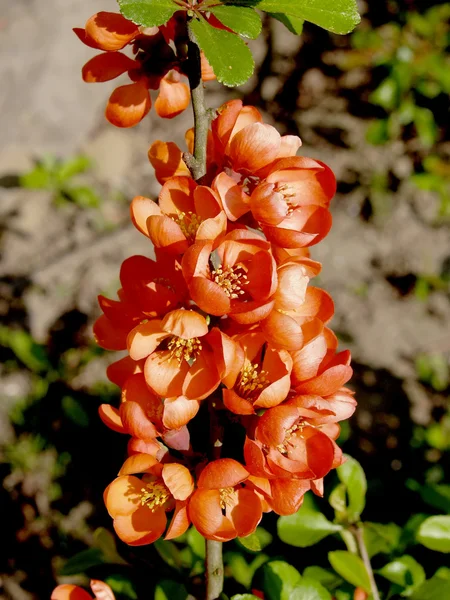 Çiçek açması Ayva Japonca — Stok fotoğraf