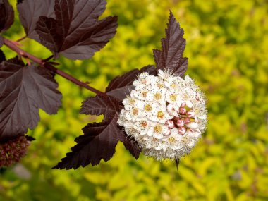 puzyreplodnik kalinolistny (physocarpus op, önümüzdeki