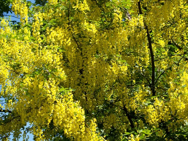 Bobovnik floreciente - "lluvia de oro" (Laburnum anagyroides Medi — Foto de Stock