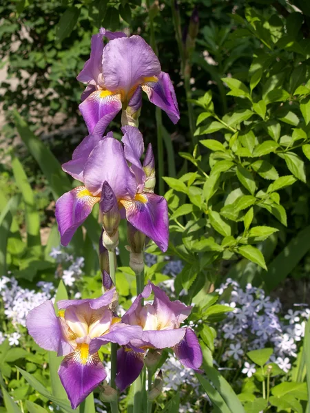 Rozkwitająca Tęczówka (Iris L. ) — Zdjęcie stockowe