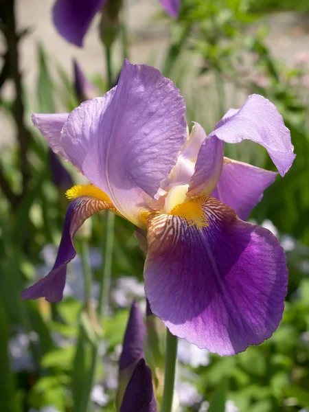 Rozkwitająca Tęczówka (Iris L. ) — Zdjęcie stockowe
