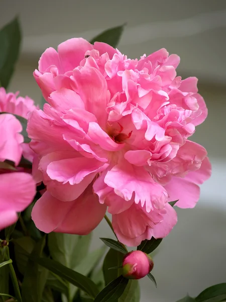 Blommande pion (Paeonia L. ) — Stockfoto