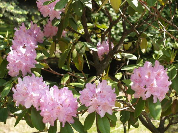 Růžový rododendron — Stock fotografie