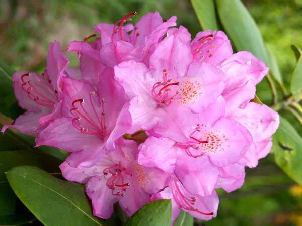Różowy rododendron — Zdjęcie stockowe